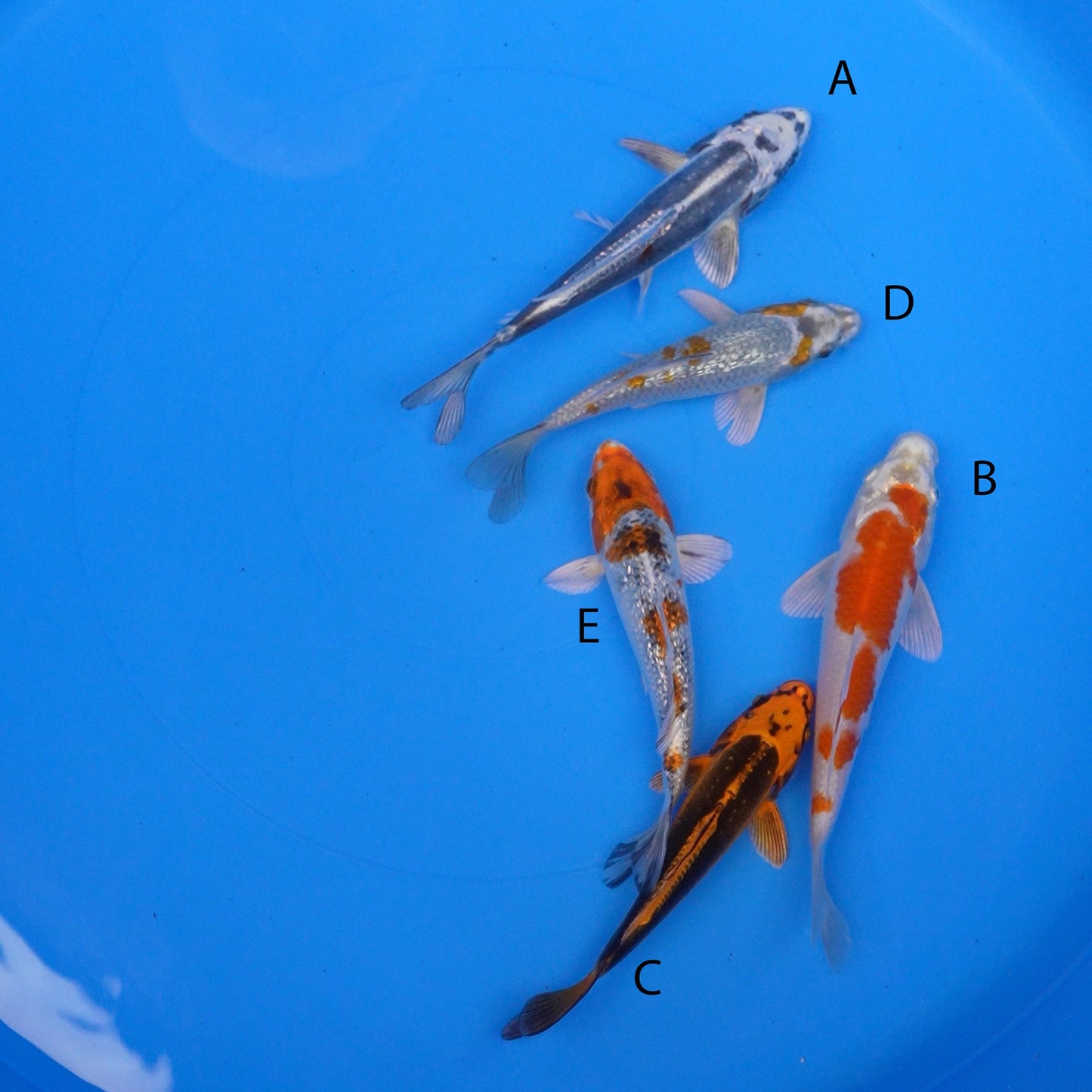 July-2025-027 - Kikokuryu, Sakura Ogon, Kin Kikokuryu, Gin Rin Metallic Ochiba, Gin Rin Metallic Sanke