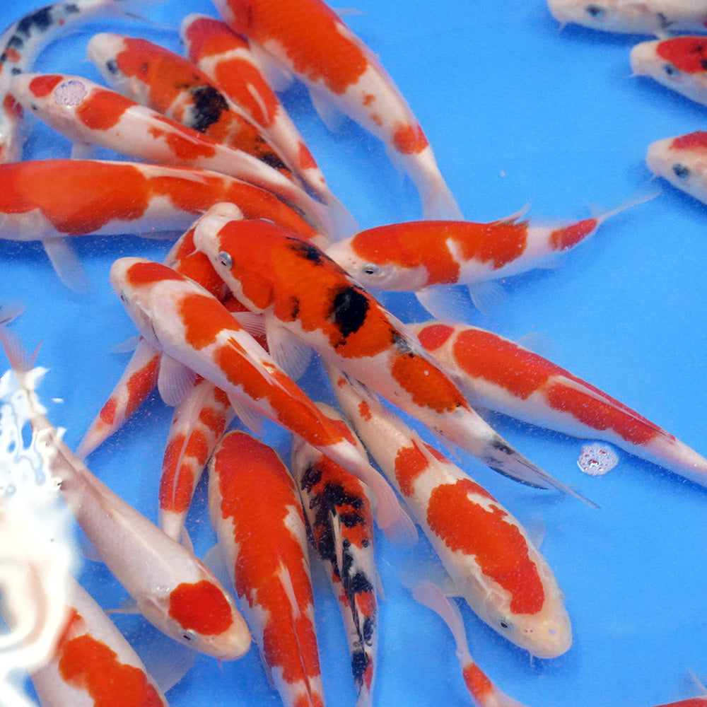 Small Koi (Tosai)