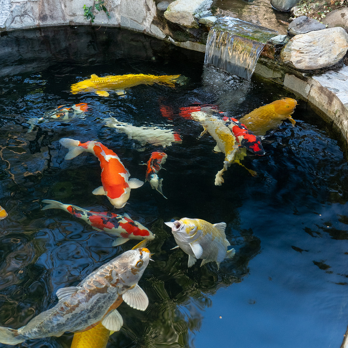 Previously Sold Koi