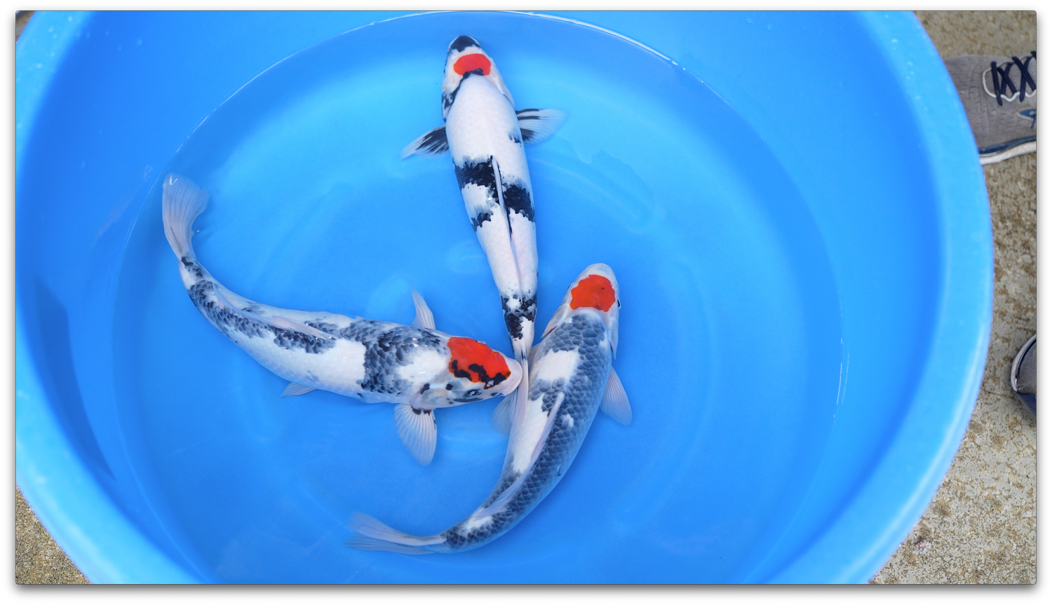 Hand Selected Japanese Koi on Sale featuring three vibrant koi in a blue water-filled bowl.
