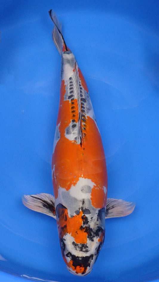 Beni Kikokuryu 27 inches − 180568283