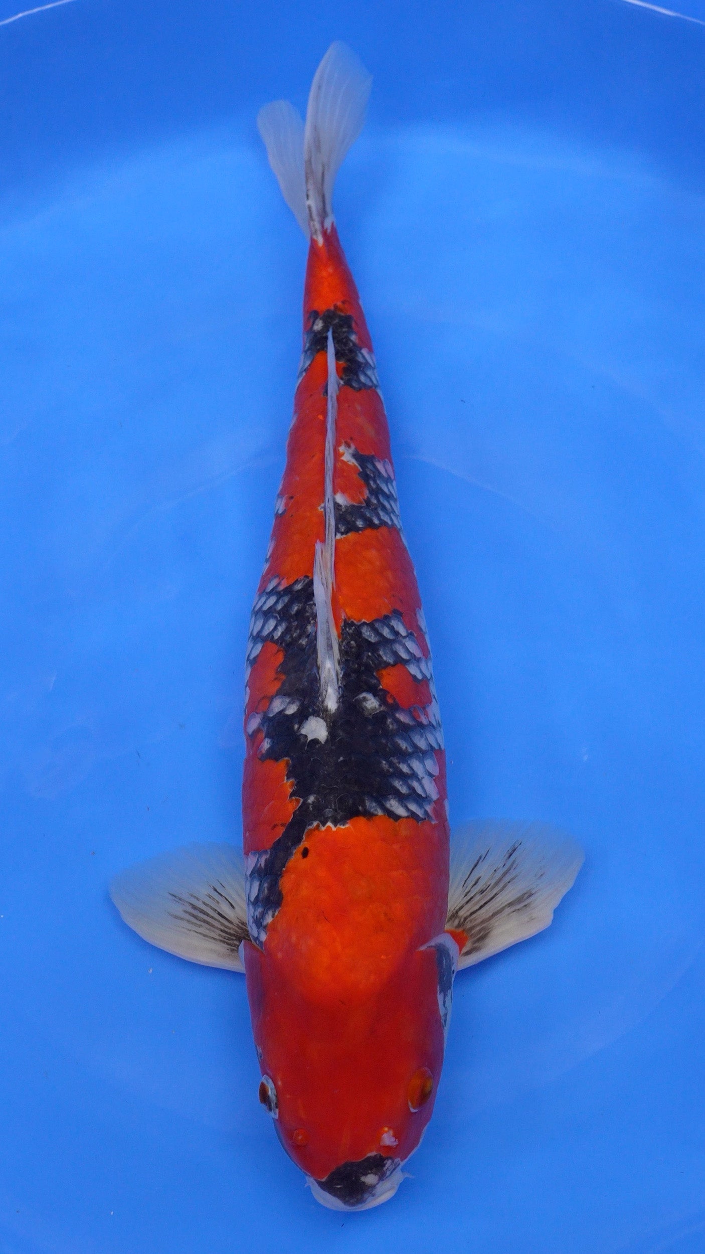 Goshiki 24 inches − 220521012