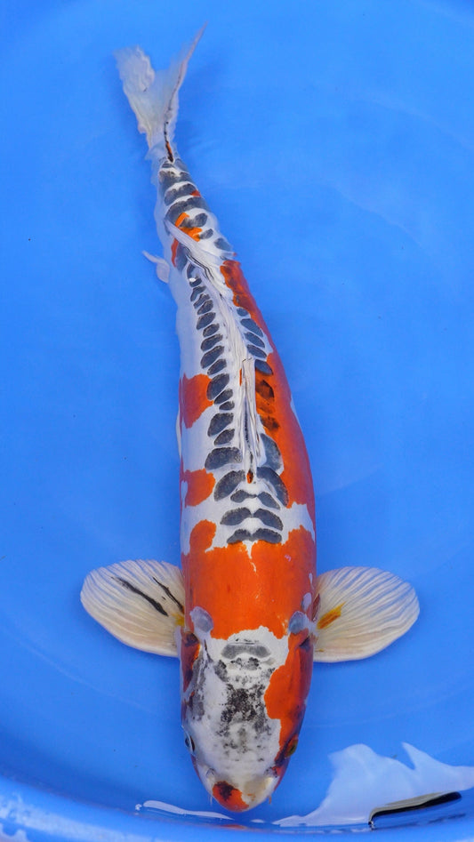 Beni Kikokuryu 25 inches − 220685198