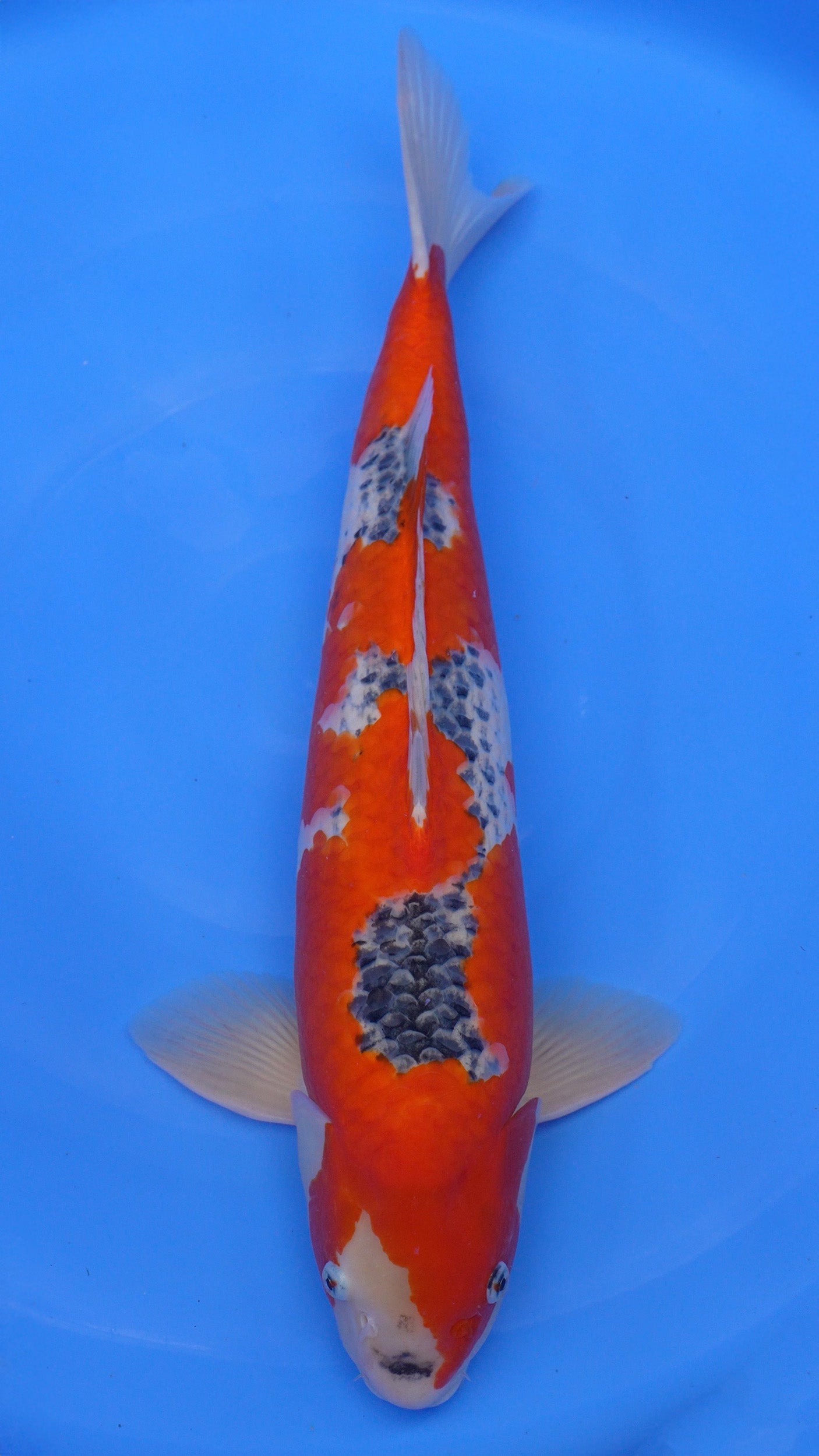 Goshiki 23 inches − 220807424