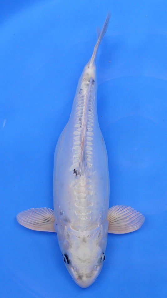 Doitsu Metallic Shiro Utsuri  19 inches − 230118264