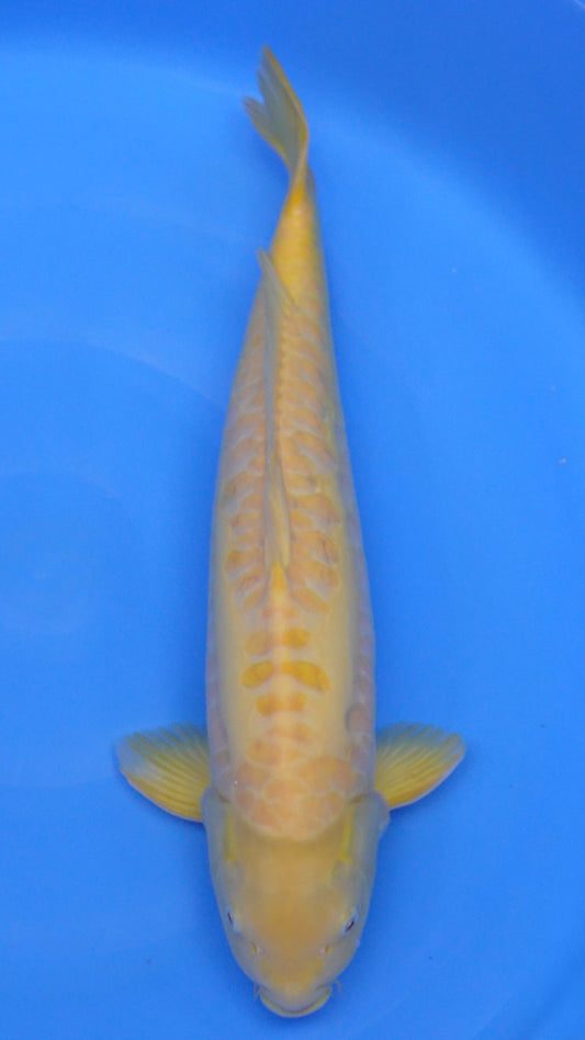 Aragoke Albino Karashigoi 22″ – 230257013