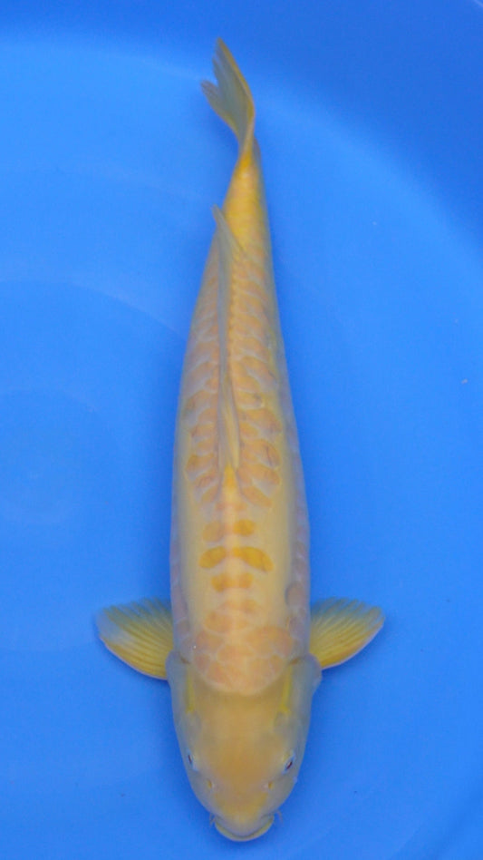 Aragoke Albino Karashigoi 22 inches − 230257013