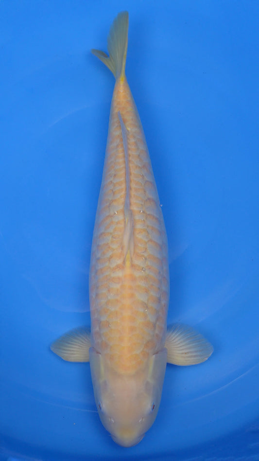 Albino Aragoke Karashigoi 23 inch - 230291337