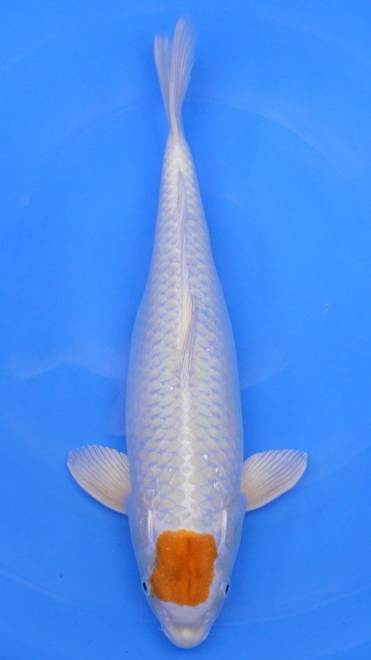Tancho Hariwake 20 inches − 230331111
