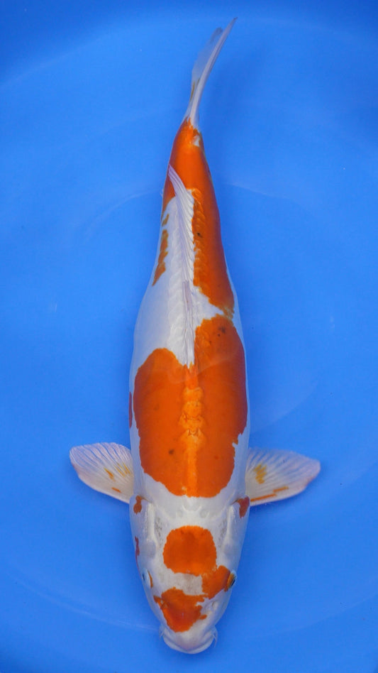 Kikusui 24 inches − 230335319