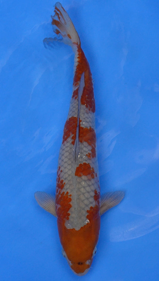 Ochiba 20 inch - 230345202