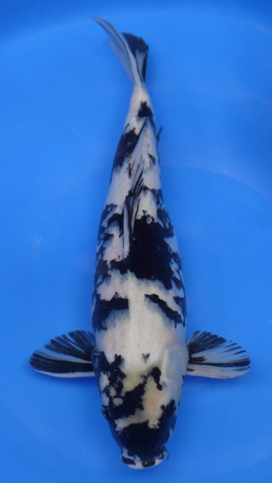 Shiro Utsuri  21 inches − 230875350