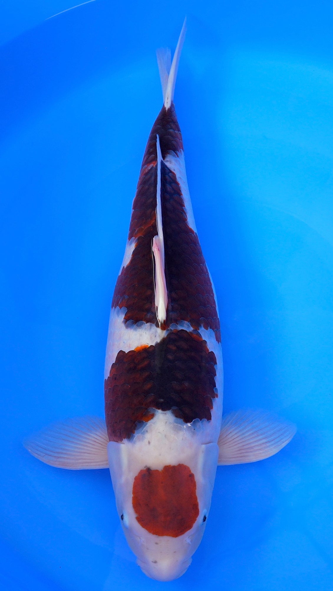 Ai Goromo 27 inch - 231616208