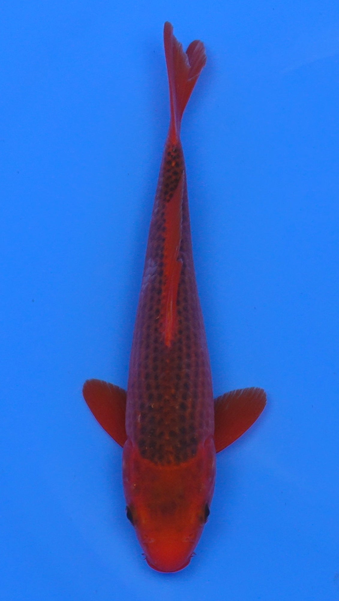 Aka Matsuba 11 inch - 240054184