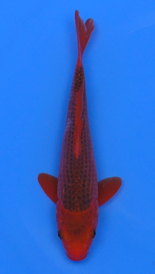 Aka Matsuba 11 inch - 240054184