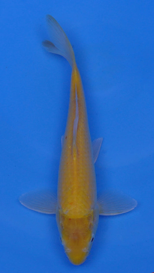 Albino Kigoi 12 inch - 240054185