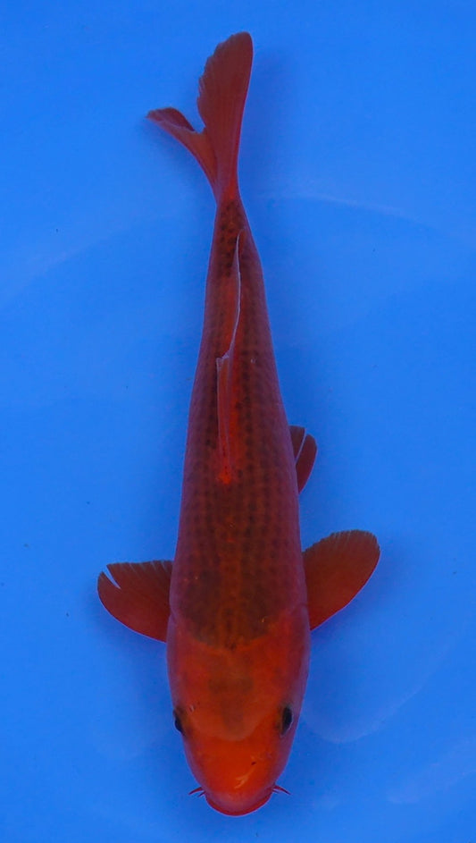 Aka Matsuba 12 inch - 240054189