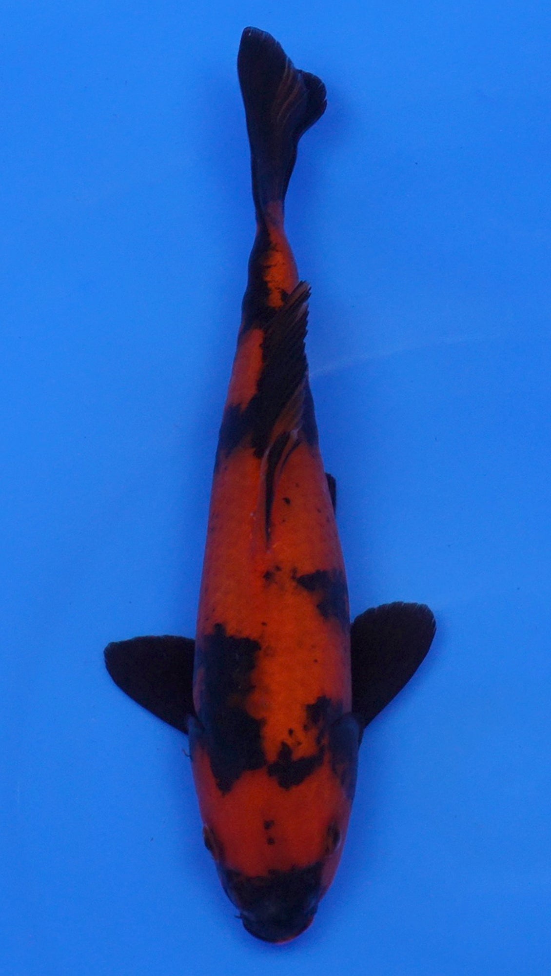 Hi Utsuri  12 inch - 240054190
