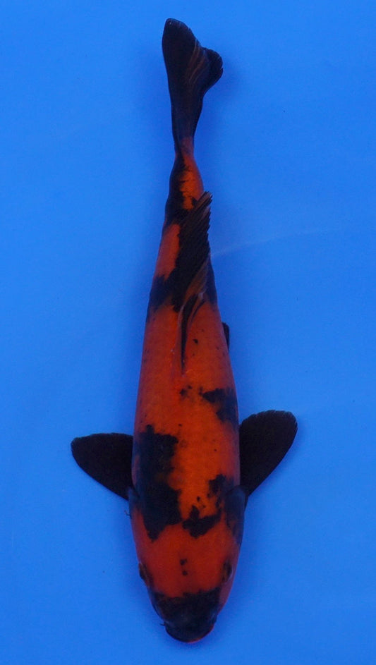 Hi Utsuri  12 inch - 240054190