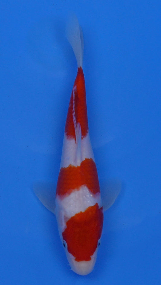 Kohaku 11 inch - 240054201