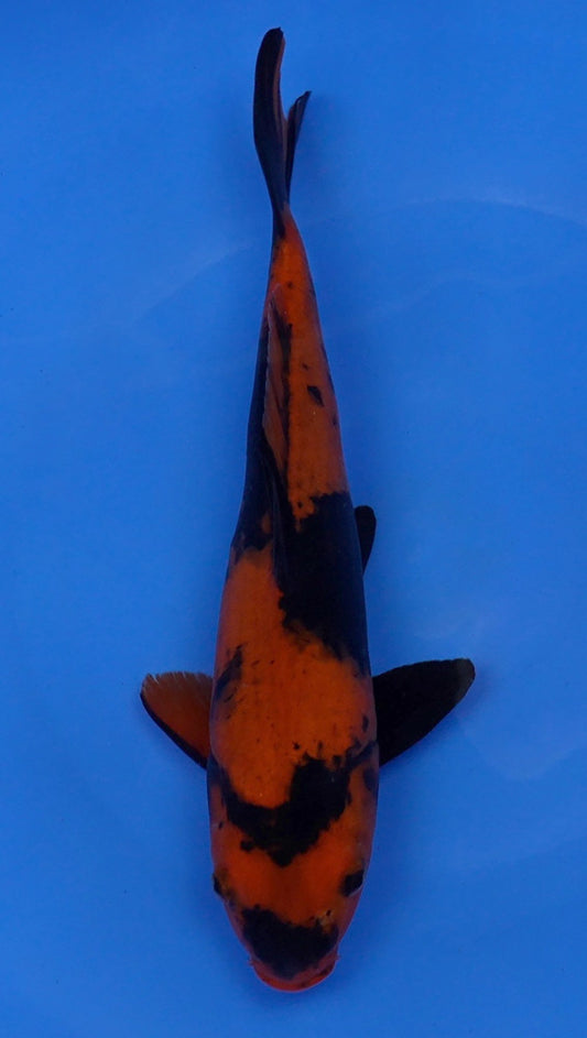Hi Utsuri  14 inch - 240054203