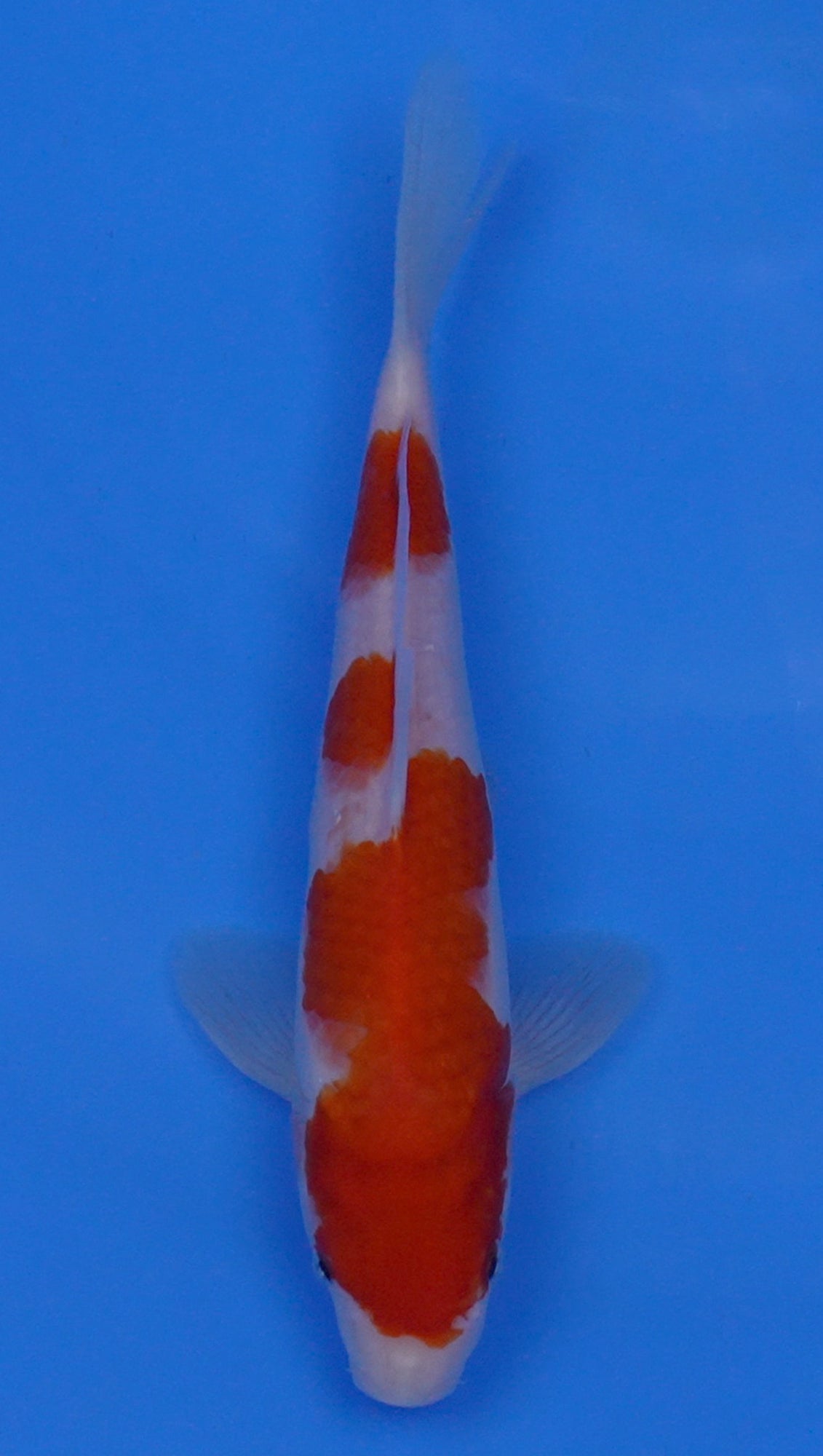Kohaku 10 inch - 240054204