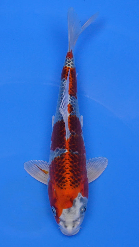 Kujaku 11 inch - 240054207