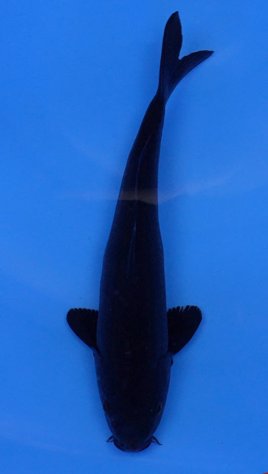Karasu 11 inch - 240054212