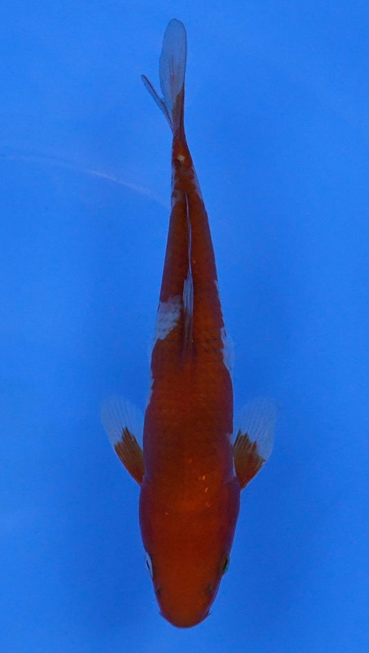 Ochiba Utsuri  11 inch - 240054213