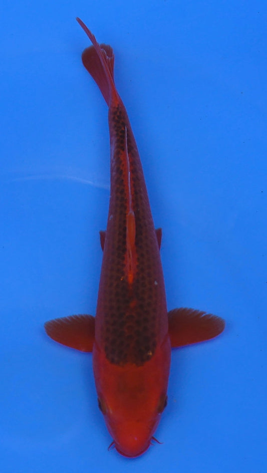 Aka Matsuba 11 inch - 240054223