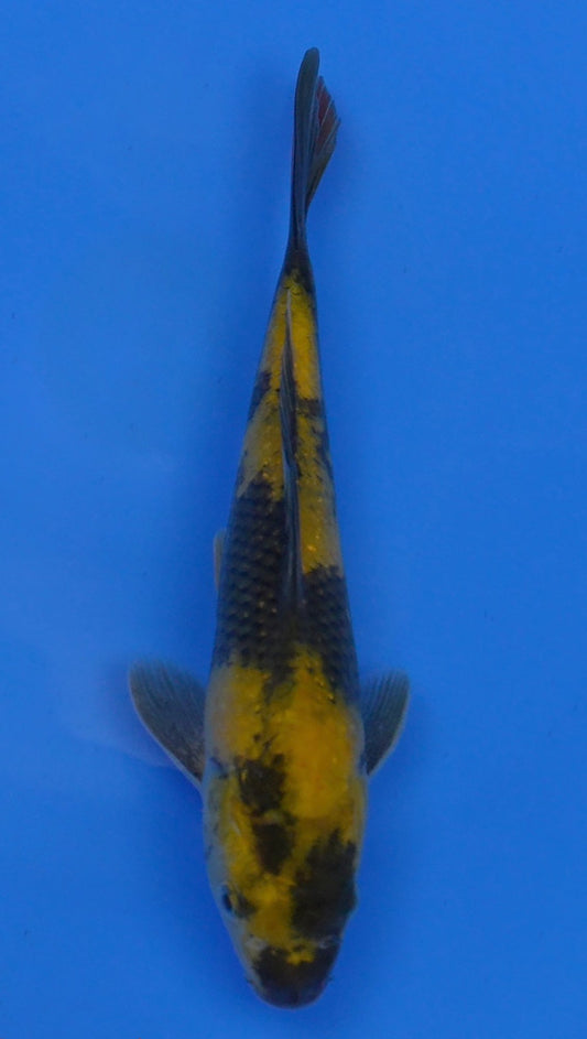 Ki Utsuri  10 inch - 240054228