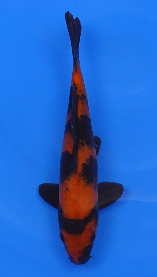 Hi Utsuri  10 inch - 240054229