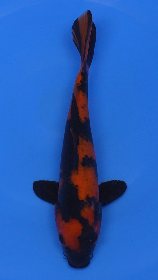 Hi Utsuri  12 inch - 240054230