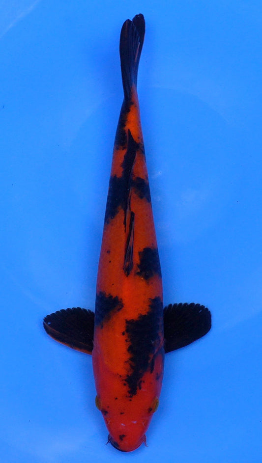 Hi Utsuri  12 inch - 240058386