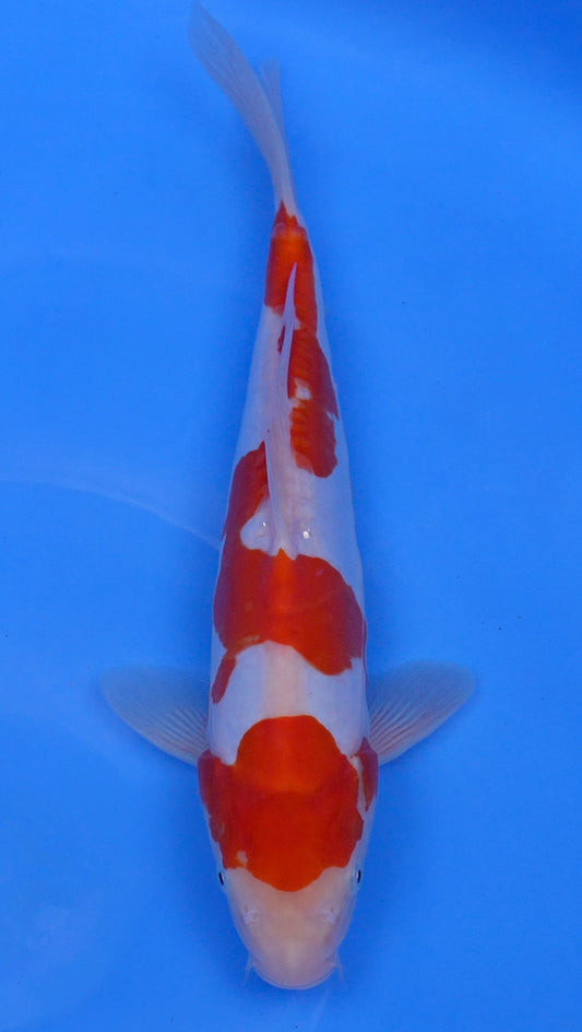 Doitsu  Kohaku 14 inch - 240058389