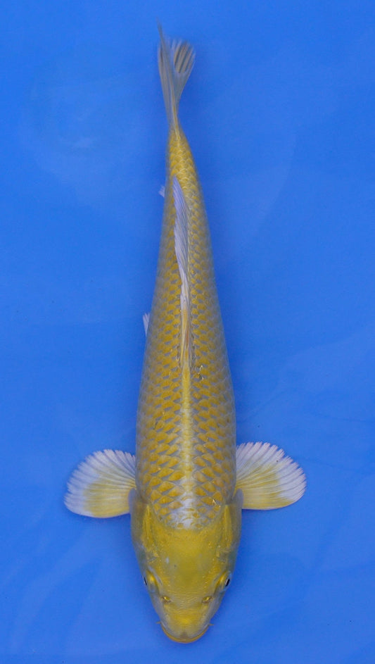Yamabuki Ogon 13 inch - 240087335