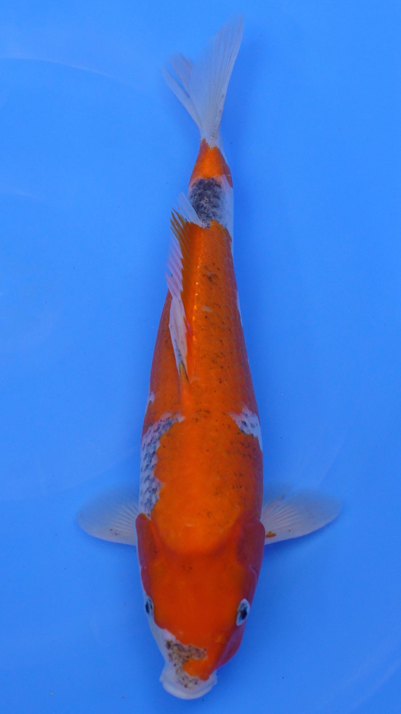 Goshiki 13 inch - 240087338