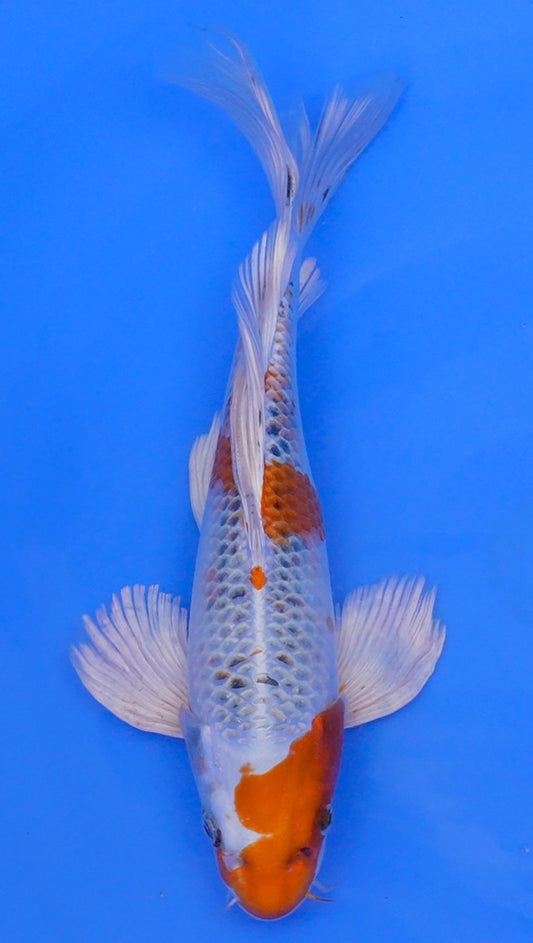 Long Fin   Kujaku 14 inch - 240087339
