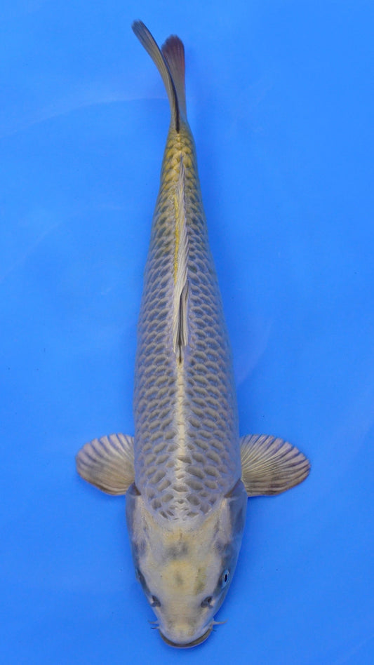 Mukashi Ogon 17 inches − 240087342