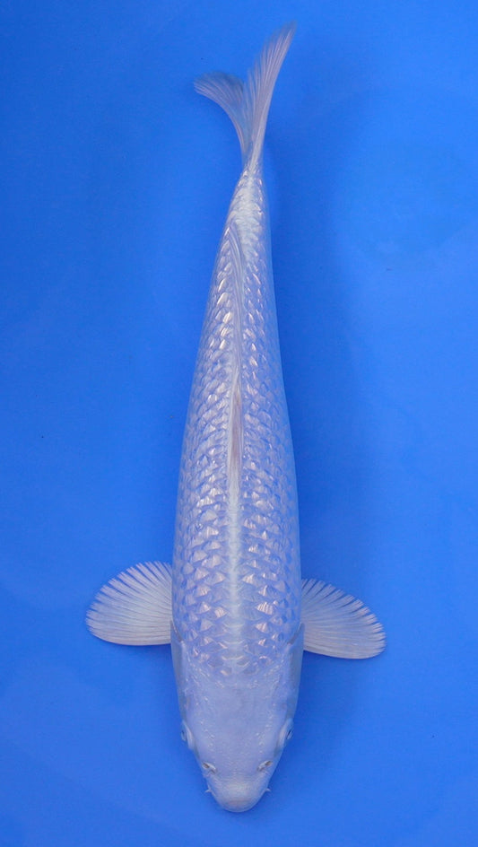 Gin Rin Platinum Ogon 14 inch - 240087343