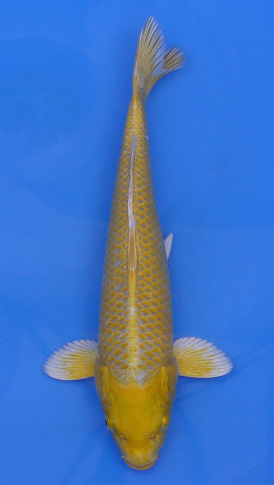 Yamabuki Ogon 13 inch - 240087344