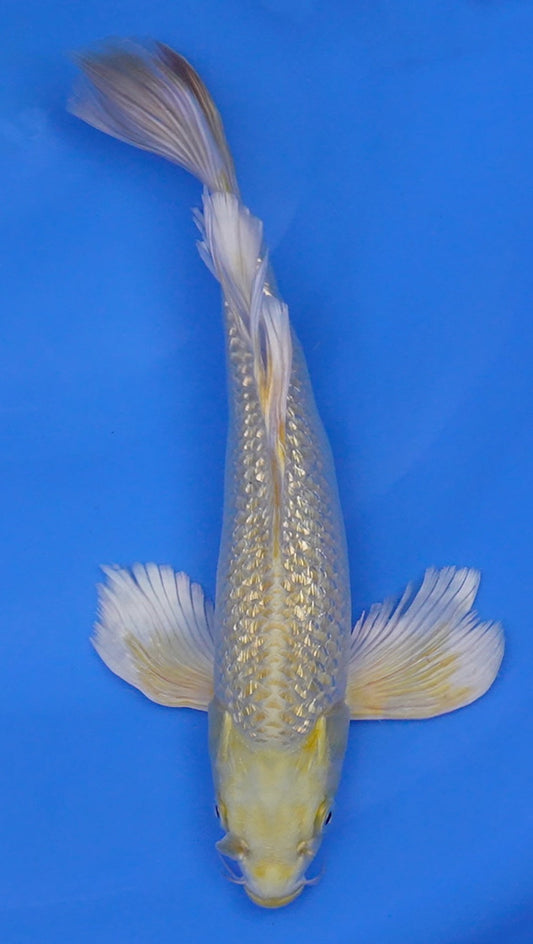 Long Fin Gin Rin Yamabuki Ogon 12 inch - 240087346