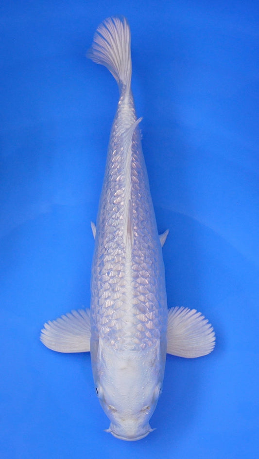 Gin Rin Platinum Ogon 15 inch - 240087347