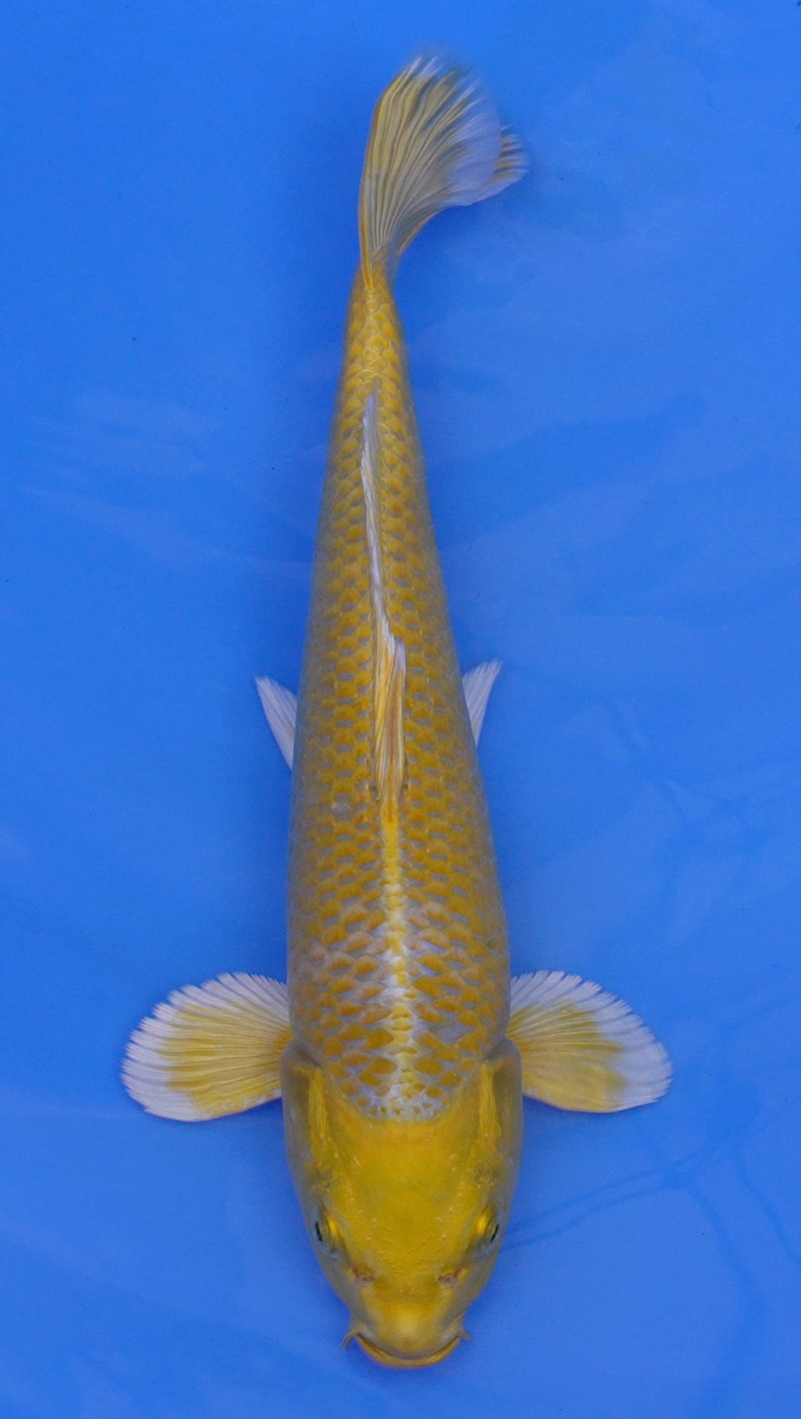 Yamabuki Ogon 12 inch - 240087348
