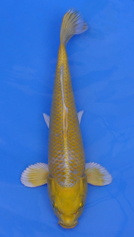 Yamabuki Ogon 12 inch - 240087348