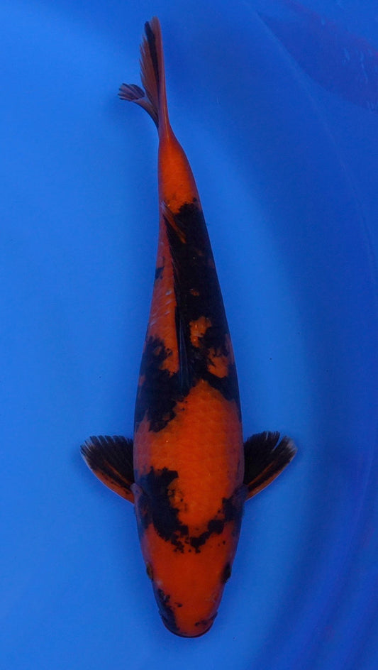 Hi Utsuri  16 inch - 240112350