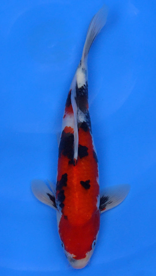 Showa 13 inch - 240112351