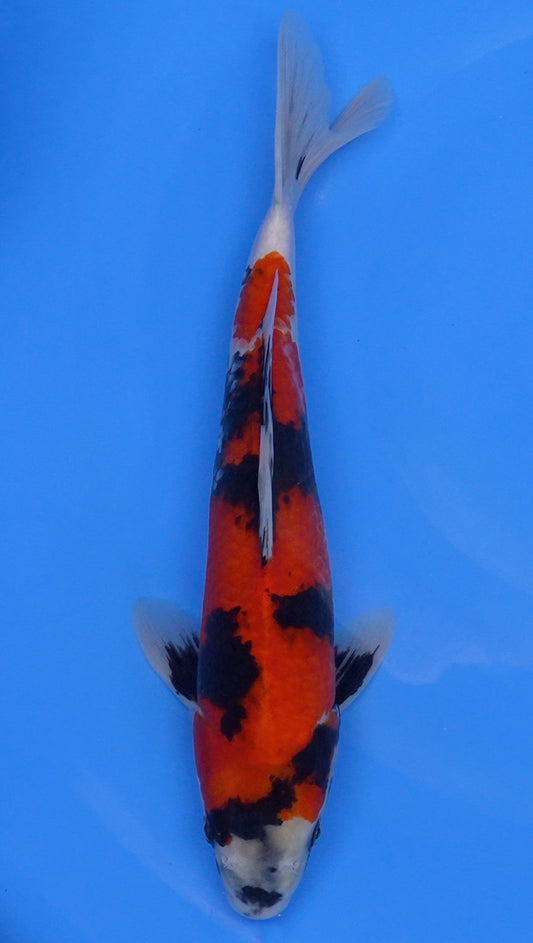 Showa 15 inch - 240112353