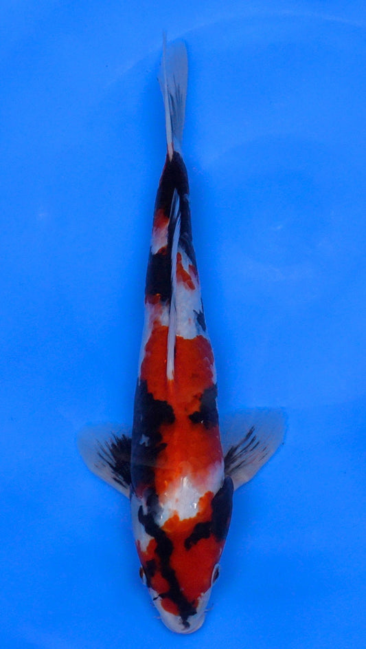 Showa 15 inch - 240112355