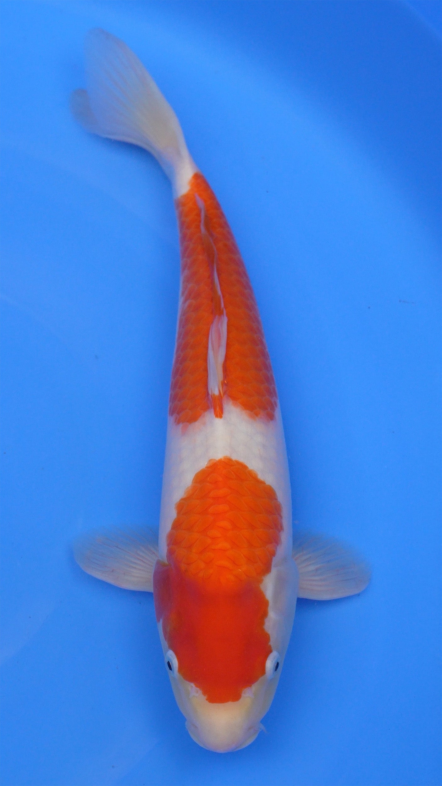 Kohaku 18 inches − 240112356